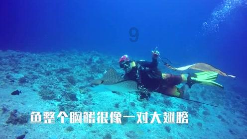 精灵格蕾